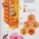Libri, poster, DVD e materiale didattico per cominciare l`attivit di apicoltore o per approfondire la disciplina dell`apicoltura.